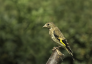 Juvenile Goldfinch